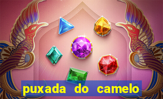 puxada do camelo jogo do bicho